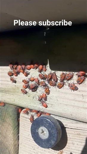Life of Fire Beetles–Episode 2 #nature #naturvideo #insects #insekten #shorts please subscribe