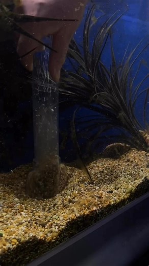 2.7K views | 什 Tank Tip Tuesday  Gravel vacuuming is more than just a quick clean, it helps remove waste, uneaten food, and debris that can build up and affect water quality奈 Regular vacs = happy, healthy fish! ✨ #TankTipTuesday #AquariumMaintenance #GravelVac #CleanTankHappyFish #FishTankTips #Aquascaping #PlantedTankCare #AquariumLife | Brentwood Aquatic And Pet Centre | Facebook