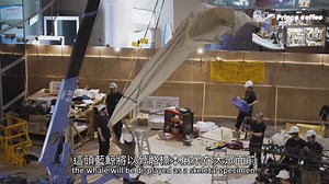 68K views · 1.9K reactions | Taiwan's Museum unveils its largest exhibit—a restored blue whale, featured in the 4K documentary. | Taiwan in Canada | Facebook
