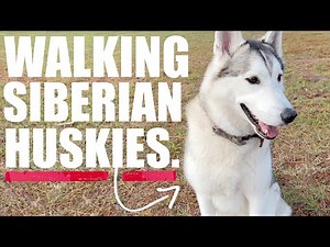 Walking A Siberian Husky: What YOU Should Use!!!