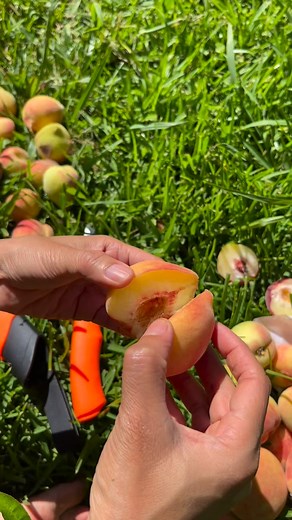 1.2K views · 7 comments | Growing up dad would bag our guavas with...