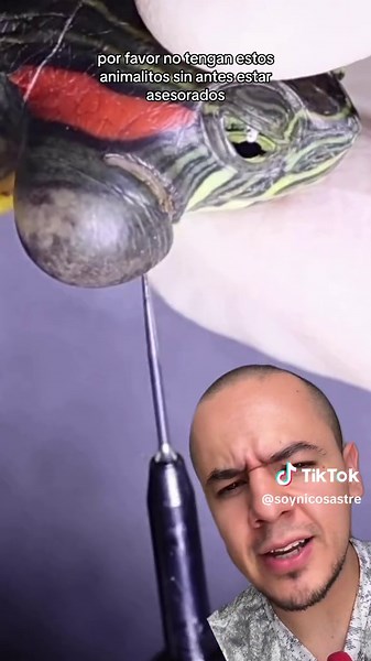 Tratamiento de Abscesos en Tortugas: Guía Completa