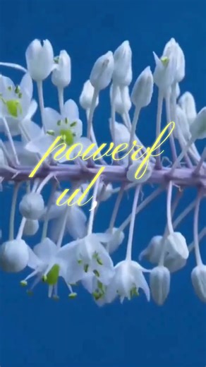 POWER SCRIPTS | Embrace Your Transformation Journey