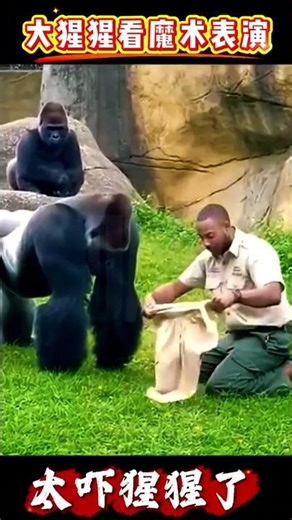 大猩猩看魔术表演被吓坏了