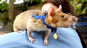 Gambian Pouched Rat 🐀 Tiny Landmine Detectives! | 1 Minute Animals Native to sub-Saharan Africa, these incredible creatures have unique characteristics that make them stand out. #GambianPouchedRat #GiantRats #AfricanRodents #ExoticPets #UniqueAnimals #PouchedRats #UnusualPets #SmallMammals #RatLovers #RodentVideos | 1 Minute Animals