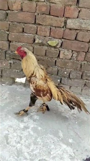aseel fighter rooster video kala java lakha peela white parrotbeak #aseel #rooster #parrotbeak