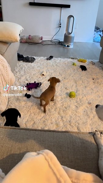 First head chomp #pawrudd