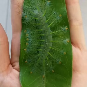 24K views · 93 reactions | Caterpillars of the Archduke butterfly (Lexias pardalis dirteana) are pale green and angular in shape; they may be up to 30 mm in length. They are protected from predators by their long spinous bristles. Calophyllum trees are host to the caterpillars of Southeast Asian archdukes. (Video: Wonder of Science/Twitter) #LearningNeverStops #SaturdayThoughts | India Today | Facebook