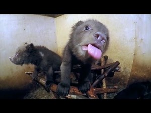 Watch baby bears bottle-feed and play - GoPro