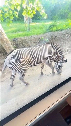 The final animal made our day 😍 Don’t miss it! Bali Zoo