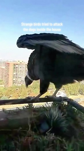 The strange birds tried to attack the dogs inside the house 😱😱 #bird #dog #birdattack #birdlife #birdsoftiktok #birdattackdog