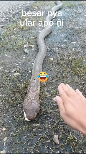 197K views · 270 reactions | Ooo besa nya bos anakonda | Basrah Rashid Channel | Facebook