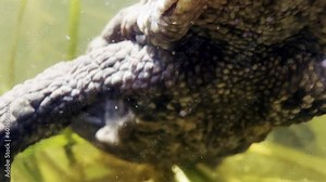Extreme Close Up of European Common Toad swimming towards the camera, underwater in a forest lake. Two toads are mating in the background.