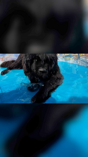 Splish splash, summer fun in full swing! ☀️💦 Nothing beats a paddling pool party with happy pups on a hot day! 🐾🐶 #summer #poolparty #newfoundlands #newfies #dogs #puppies | Blazewater Newfoundlands UK