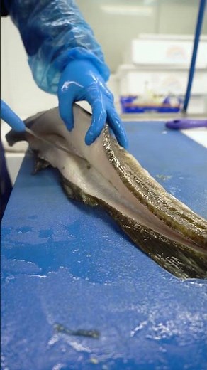 Filleting Skrei Cod