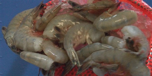 Inauthentic shrimp served at over half of tested restaurants in Alexandria