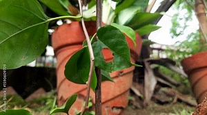 Paper wasps nest. Paper wasps construct their nests from a material made by combining their saliva with wood fibers. Paper wasps hive.