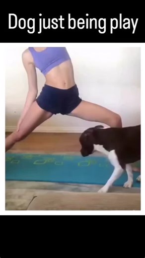 Uncover Time on Instagram: "Dogs completely abandoning their domesticated training and unleashing pure feral energy that questions whether evolution ever happened. These aren't well-mannered pets — these are untamed animals channeling primal instincts through destructive chaos, aggressive play, and behavior that makes wolves look civilized. From shredding couches like they're hunting prey to territorial marking battles and food-guarding aggression that's genuinely intimidating, every clip showca