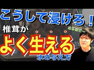 「椎茸はこうして生やせ！5つのステップ」③ “木の浸水 編”【原木椎茸栽培】