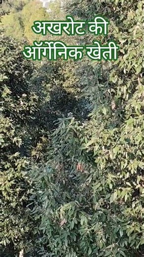 अखरोट की ऑर्गेनिक खेती #अखरोट #प्राकृतिकखेती #orgenic #orgenicfarming #ऑर्गेनिक #जैविक_खेती