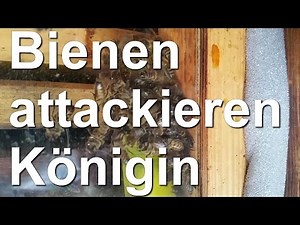Aggressive Bienen attackieren Königin