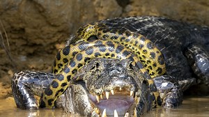 Anaconda wrestles croc in brutal fight for survival - but who wins?