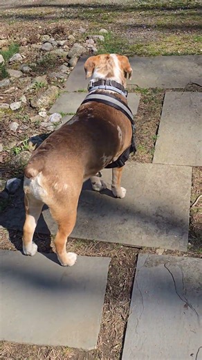 my puppy dog Kilo..oopsy with his harness 🤣 #kilo #puppy #beabull
