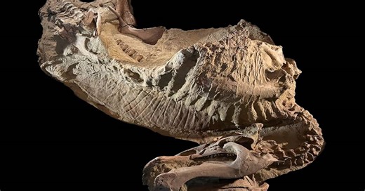 O que é a zona das múmias, que tem fósseis de dinossauros muito bem preservados