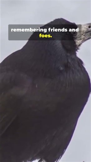 Mind-Blowing Facts About Crow!