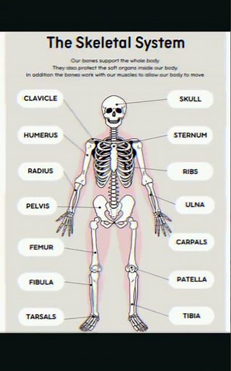 The skeletal System/ Skeletal system video/ Skeletal system reels/ Skeletal system story/ Human body