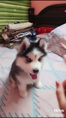 Training day 4 - Down🫶 #siberianhusky #husky #dog #doglover