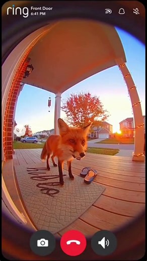This fox took my brand new flip flops🩴🤦 #viral #ringcamera