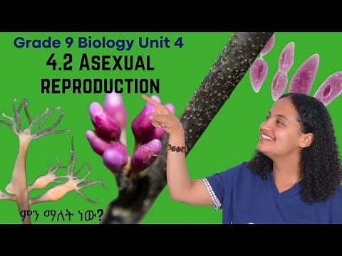 Grade 9 Biology Unit 4: 4 .2 Asexual Reproduction