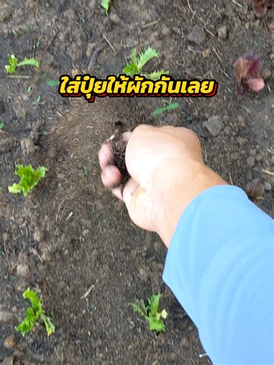 วิธีใส่ปุ๋ยและดูแลผักในสวนหน้าบ้าน