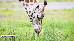 Peculiar behaviors and characteristics from the animal kingdom that defy expectations