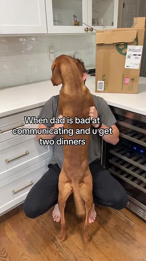 Hilarious Vizsla TikTok Compilation