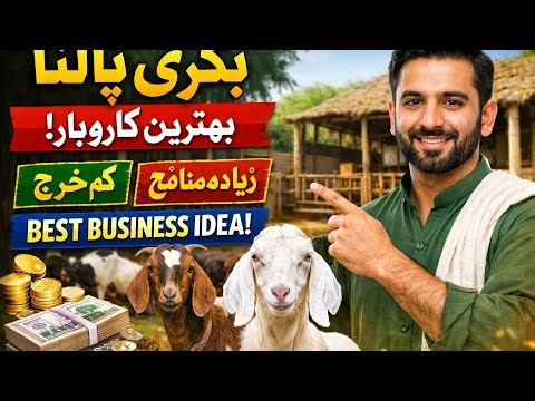 Goat Farming – A Profitable Business in Pakistan|Asad GOATS |🐐