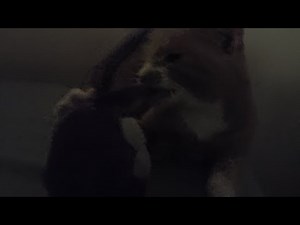 Cat Ranger | movie trailer