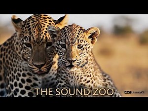 Zoo Animal Sounds for Kids | Educational & Fun
