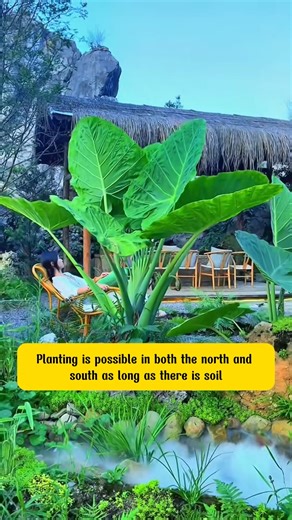 2.6K views · 34 reactions | Try plant Giant elephant ear now | SRK | Facebook