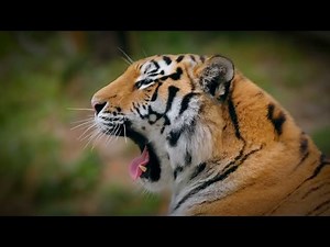 How Tigers Adapt Their Diet Based on Ecosystem Changes?