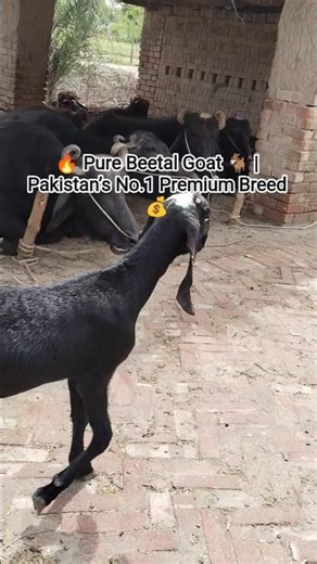 🔥 Pure Beetal Goat 🐐 | Pakistan’s No.1 Premium Breed 💰