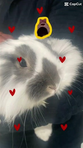 #bunny #cute #funny #meme #memes #shnoop #trending #youtubeshorts #christmas #lol