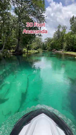 Encountering the Longest Anaconda in Florida Springs
