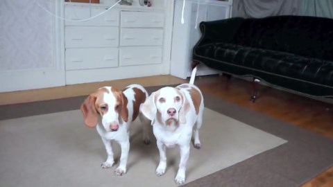 Giant Spider Prank Freaks Out Dogs in the Best Way