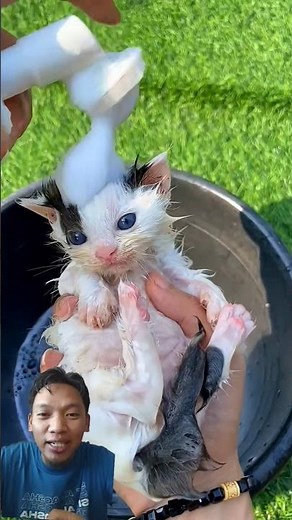 how to bathe a newborn kitten properly #cat #cat #cutecat