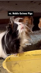 🍸Water Connoisseur 🎥: thesmallestlittlefarm (IG) #animalvoiceover #animalvoiceovers #guineapig #guineapigs #connoisseur #commoner #nobleman #funny #dustydubs | Dusty Dubs