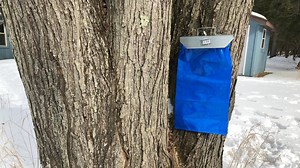 Maple syrup season impacted by wintry weather