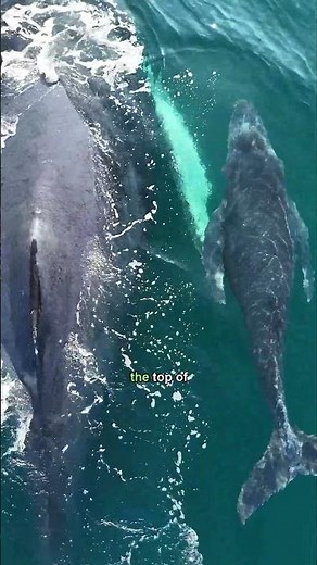 Unbelievable Depths: What Orca Whales Can Really Do #Orcawhales #Wildlife #Animalfacts