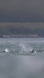 Spotting orcas in Southeast Alaska takes patience. Instead of chasing them, the trick is to predict their path, get ahead, and let them choose to approach. Their rhythm on the surface makes it a bit easier than tracking humpbacks. #Orcas #Alaska #Wildlife #MarineLife #WhaleWatching From: Art Wolfe’s Travels to the Edge Series 01 Episode 02 | Real Wild